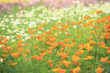 Güzel çiçekler, yakın görüş, doğa konsepti.