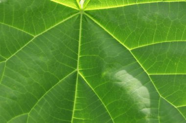 makro fotoğrafçılık yeşil yaprak