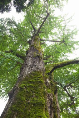 Yeşil dallı büyük bir ağaç.