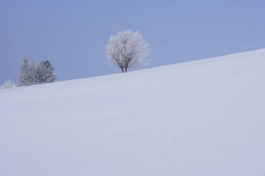 Kışın karla kaplı tarla