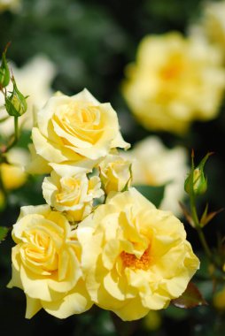 Baharda bahçede güzel güllere yakın, seçici bir odak noktası.         