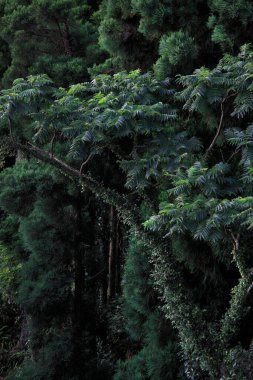 Tropik orman, doğa arka planı, yağmur ormanı.