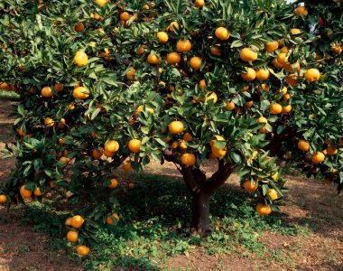 Orange tree bearing ripe fruits