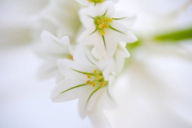 Bahçede beyaz çiçekler