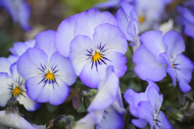 Doğa arka planında güzel çiçek tarlaları