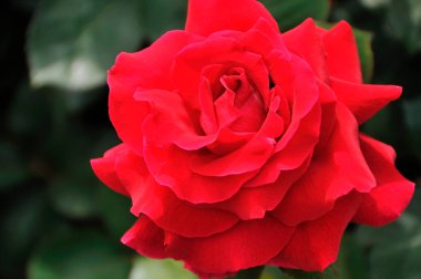 Bahçedeki güzel kırmızı gül çiçeğinin yakın çekim görüntüsü  