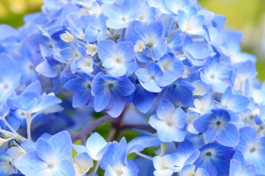 Güzel çiçekler, yakın görüş, doğa konsepti.