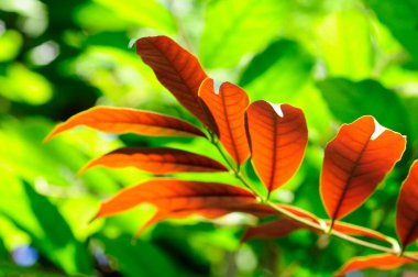 Ağacın kırmızı ve yeşil yaprakları
