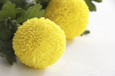 Güzel çiçekler, yakın görüş, doğa konsepti.