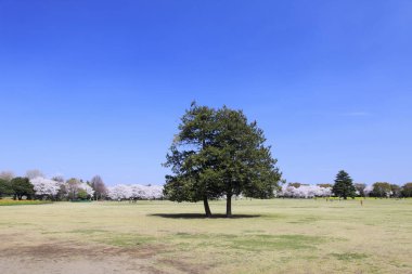 Mavi gökyüzü olan tarlada büyük bir ağaç