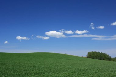 Beyaz bulutlar ve mavi gökyüzü ile yemyeşil bir arazi