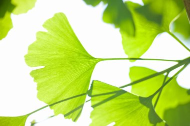 Güneş ışığında yeşil yaprakları olan genç ağaç dalına yakın çekim