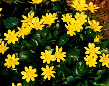 Açık büyüyen renk çiçekler yakın