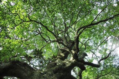 Ormandaki güzel ağaç manzarası