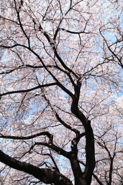 Güzel kiraz çiçeklerinin yakın görüntüsü. Çiçek arka planı