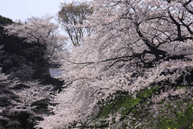 İlkbaharda kiraz çiçekleri, sakura ağaçları                