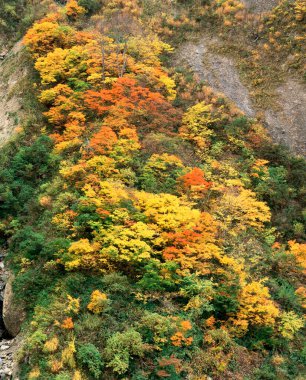 Sonbahar ormanındaki dağ manzarası