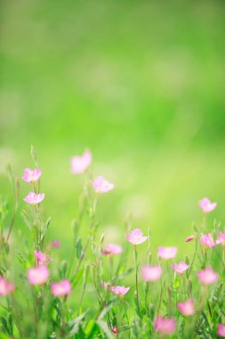 Bahçedeki güzel çiçekler.