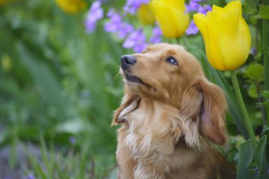 Bahçede mavi ve sarı çiçekli bir köpek