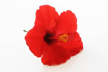 Güzel kırmızı hibiscus çiçek beyaz arka plan üzerinde