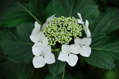 Parktaki ortanca çalısının beyaz çiçeği.