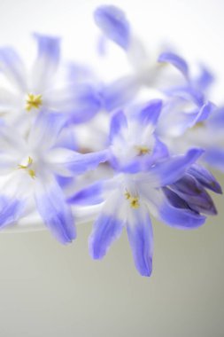 Bulanık arkaplanda güzel mor çiçekler