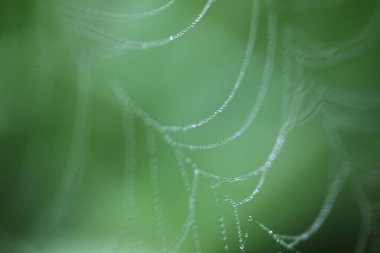 Yeşil ormanın arka planında çiy damlaları olan ağ