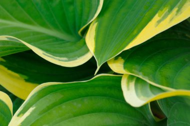 Bahçedeki yeşil ve beyaz yapraklar