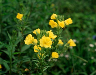 Bahçedeki güzel çiçekler
