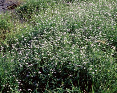 Tarlada beyaz çiçekler