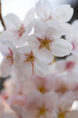 İlkbaharda kiraz çiçekleri, sakura ağaçları                