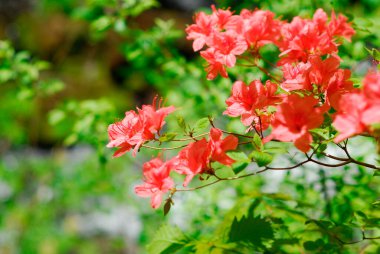 Güzel rhododendron çiçekleri. Kapat - kapat.