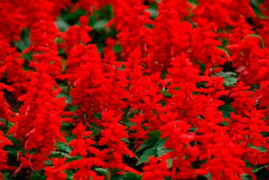 Bahçedeki barbarların kırmızı çiçekleri. Kapat - kapat