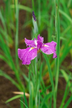 Bahçedeki güzel pembe çiçekler