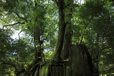 Ormandaki yaşlı ağaçlar