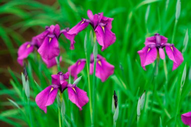 Yeşil arka planda mor çiçek