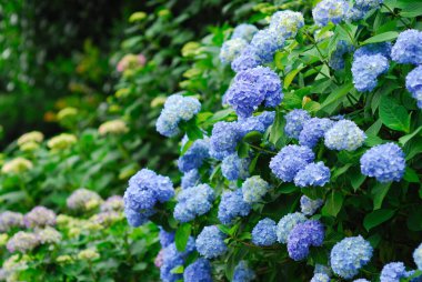 Yazın bahçedeki mavi ortanca çiçekleri