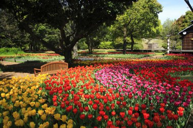 Lale çiçekleriyle güzel bir bahar bahçesi 