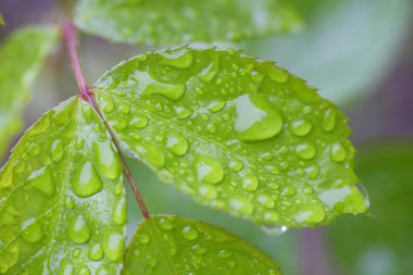 Yeşil yaprağa su damlası