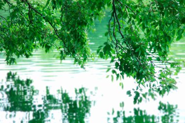 Su yansıtmalı güzel yeşil ağaçlar.