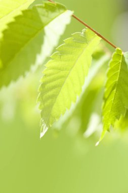 beautiful green leaves on blurred background 