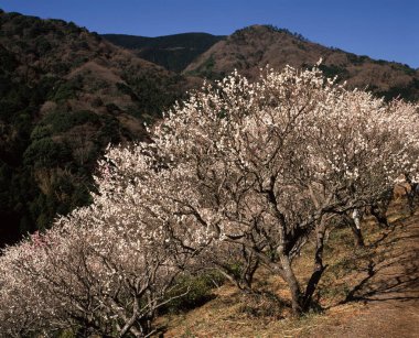 İlkbaharda açan kiraz çiçeklerinin güzel manzarası