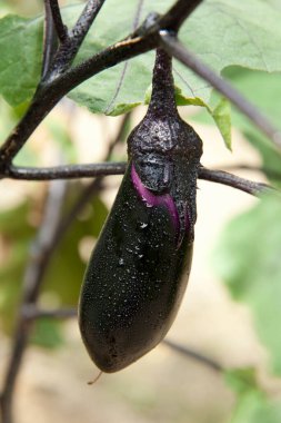 Taze organik patlıcan dalda olgunlaşır.