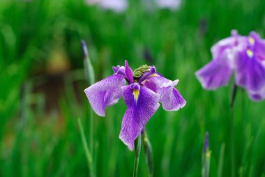 Bahçedeki güzel iris çiçekleri