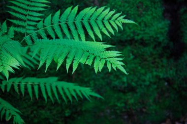 Güzel botanik fotoğrafı, doğal duvar kağıdı.