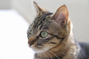 Şirin bir kedinin portresi 