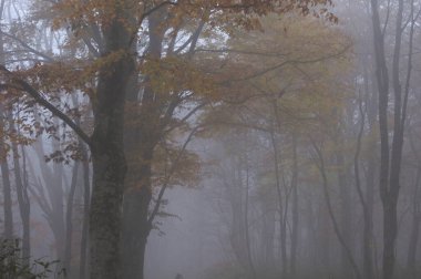 Güzel sonbahar ormanı sisli