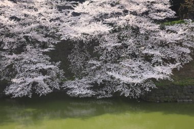 İlkbaharda kiraz çiçekleri, sakura ağaçları                