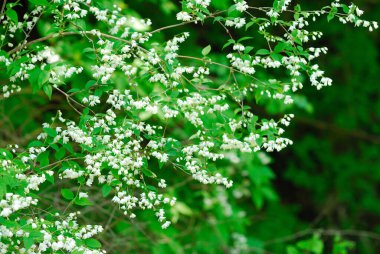 Bahçedeki güzel beyaz yasemin çiçekleri