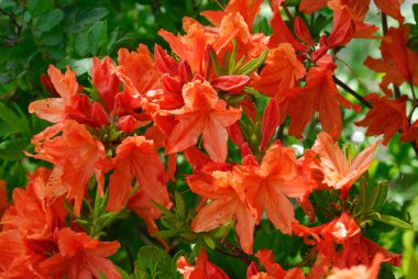 Bahçedeki güzel çiçekler